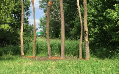 Ila Rajkumar Krishnamoorthy