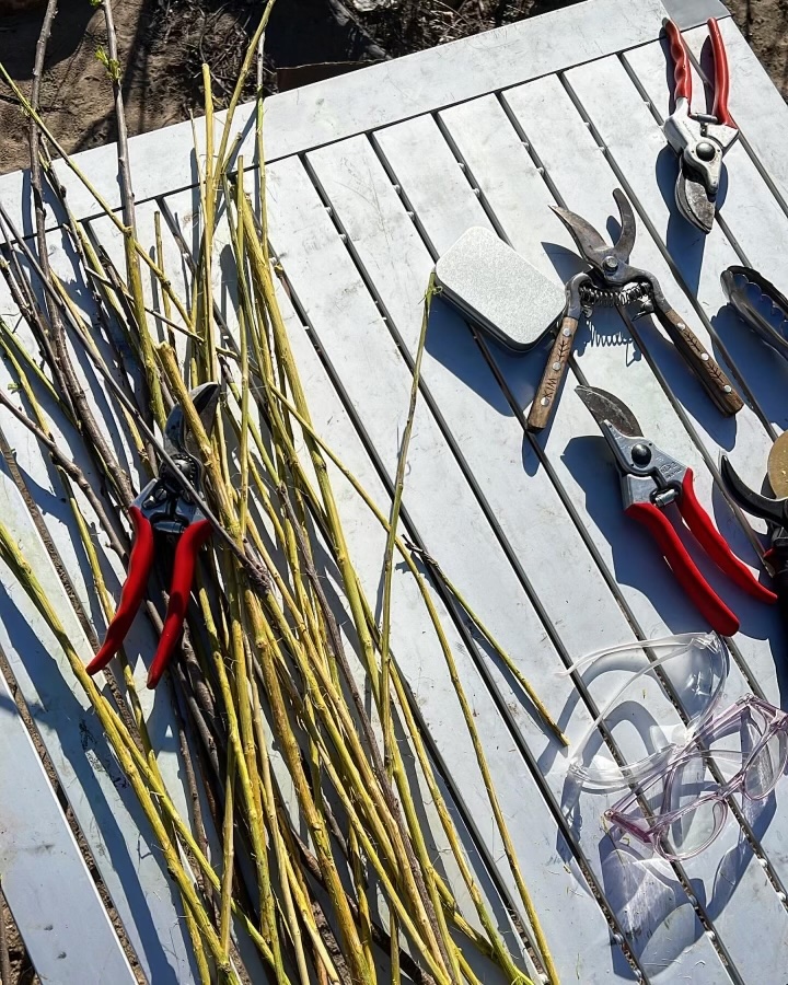 Buckthorn Charcoal Thumbnail