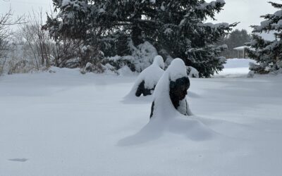 Freedom and Revolution